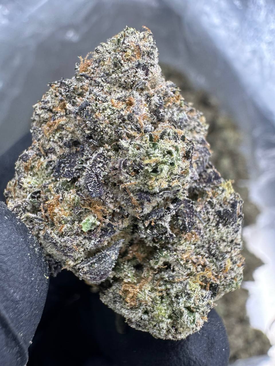 Super Runtz - INDOOR GROWN TOP SHELF